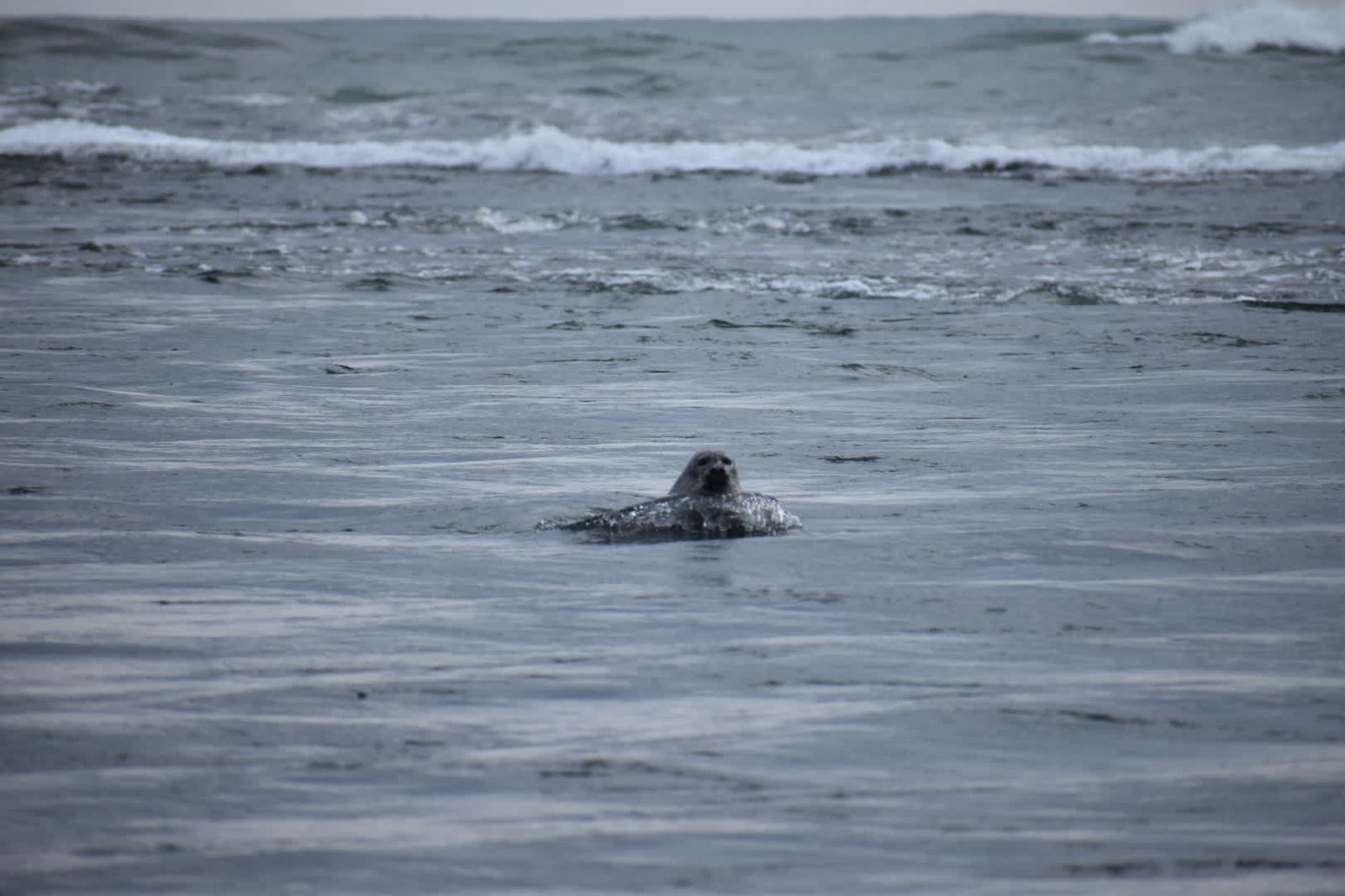 Seal at Jökulsárlón